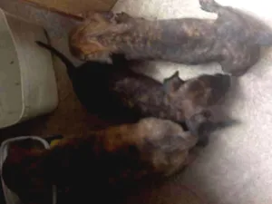 Cachorro raça Pinxe idade Abaixo de 2 meses nome Sem nome