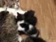 Gatos