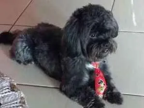 Cachorro ra a Liasa idade 6 ou mais anos nome Lucky