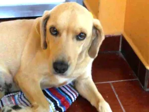 Cachorro raça labrador idade 6 ou mais anos nome Lessie