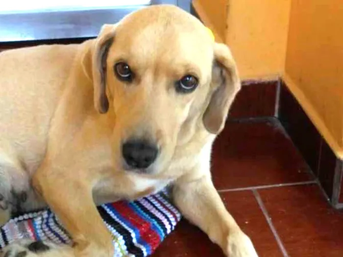 Cachorro ra a labrador idade 6 ou mais anos nome Lessie