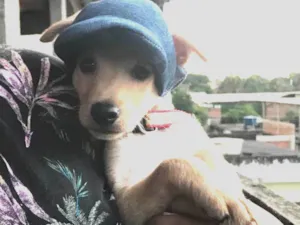 Cachorro raça Vira-lata misturado com outro idade 2 a 6 meses nome Peteleco 