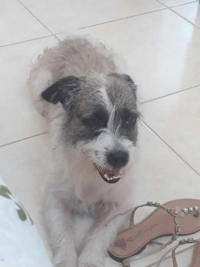 Cachorro raça Pitbull com poldo (vira lata) idade 3 anos nome Scoob