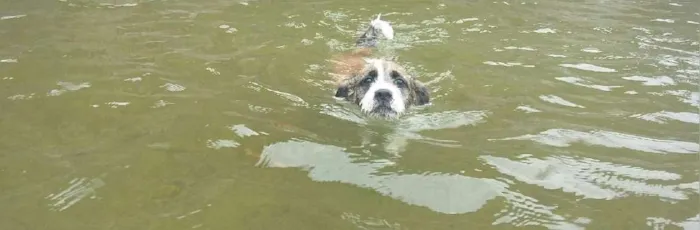 Cachorro raça Pitbull com poldo (vira lata) idade 3 anos nome Scoob