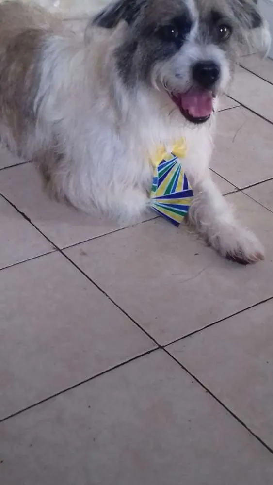 Cachorro raça Pitbull com poldo (vira lata) idade 3 anos nome Scoob
