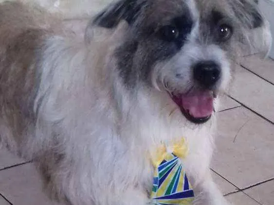 Cachorro raça Pitbull com poldo (vira lata) idade 3 anos nome Scoob
