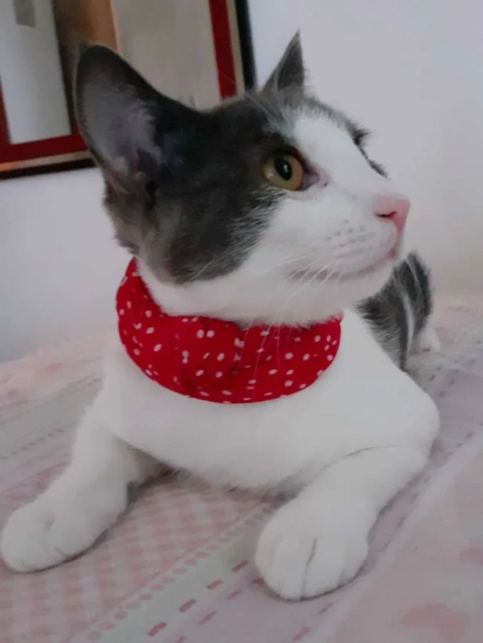 Gato raça SRD idade 7 a 11 meses nome Samuka