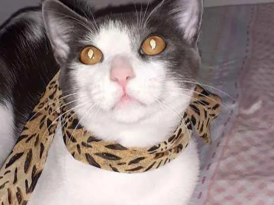 Gato raça SRD idade 7 a 11 meses nome Samuka