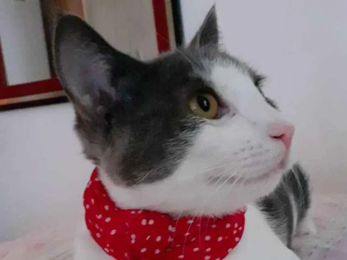 Gato raça SRD idade 7 a 11 meses nome Samuka