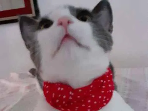 Gato raça SRD idade 7 a 11 meses nome Samuka