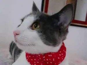 Gato raça SRD idade 7 a 11 meses nome Samuka