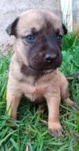 Lulu