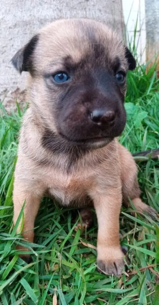 Cachorro ra a Srd idade Abaixo de 2 meses nome Lulu