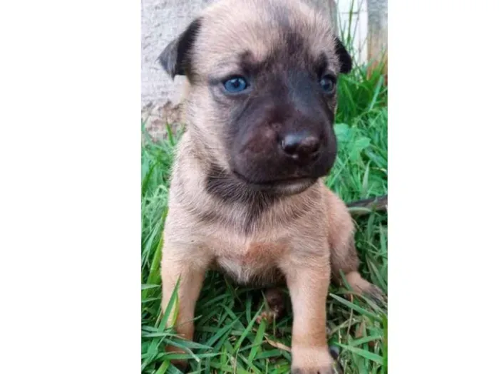 Cachorro ra a Srd idade Abaixo de 2 meses nome Lulu