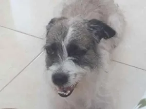 Cachorro raça Pitbull com poldo (vira lata) idade 3 anos nome Scoob