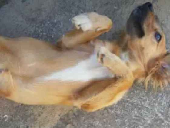 Cachorro ra a Sem raça idade 7 a 11 meses nome Crystal