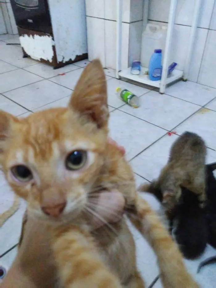 Gato raça Srd idade 2 a 6 meses nome Zogue