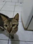 Zogue