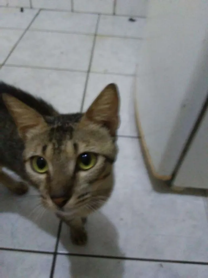 Gato raça Srd idade 2 a 6 meses nome Zogue