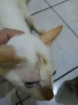 Zogue