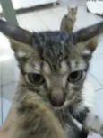 Zogue