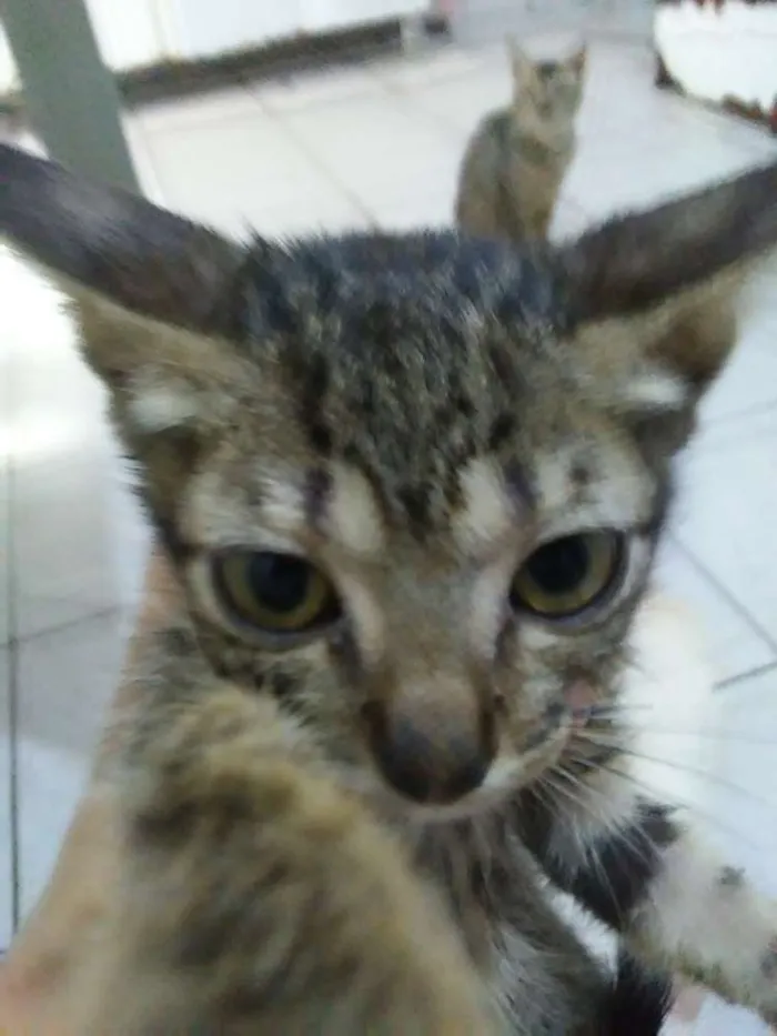 Gato raça Srd idade 2 a 6 meses nome Zogue