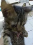 Zogue