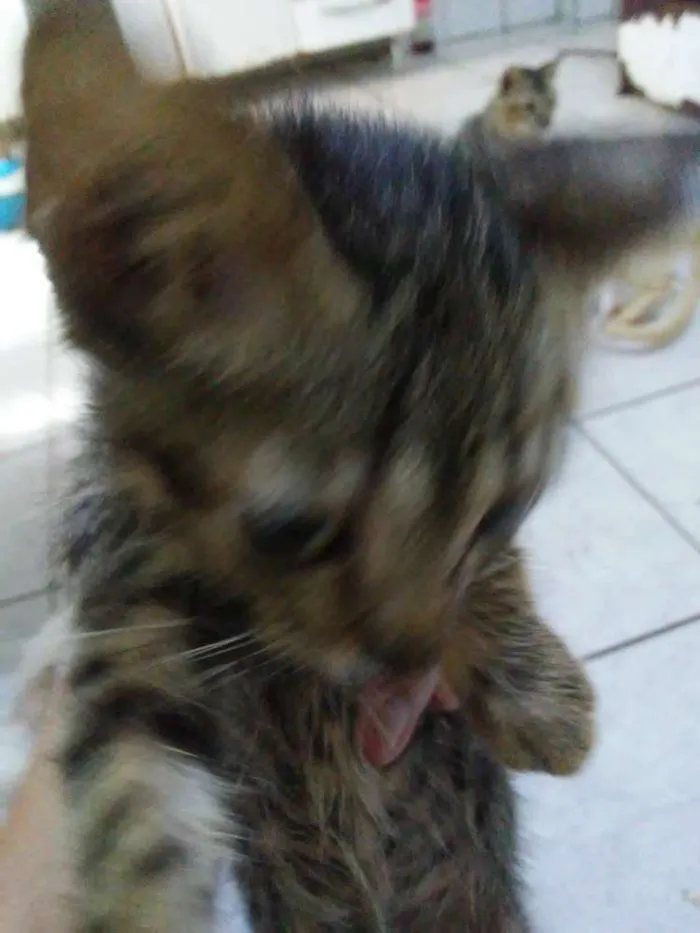 Gato raça Srd idade 2 a 6 meses nome Zogue