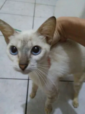 Gato raça Srd idade 2 a 6 meses nome Zogue
