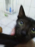 Zogue