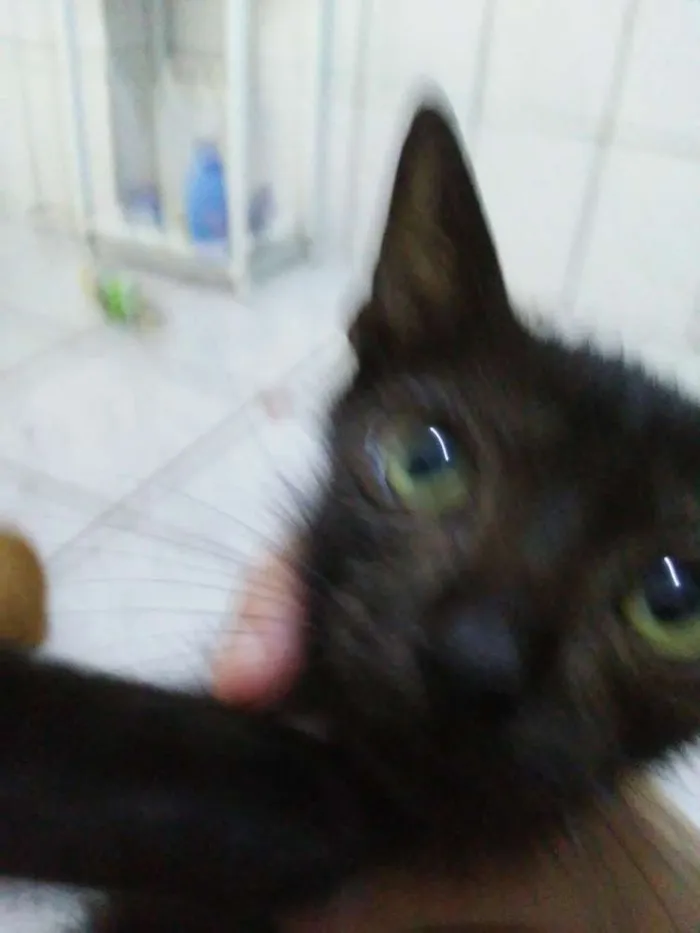Gato raça Srd idade 2 a 6 meses nome Zogue