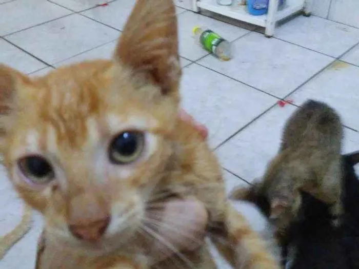 Gato raça Srd idade 2 a 6 meses nome Zogue