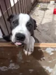 Hórus