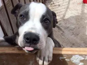 Cachorro raça Pitbull idade  nome Hórus 
