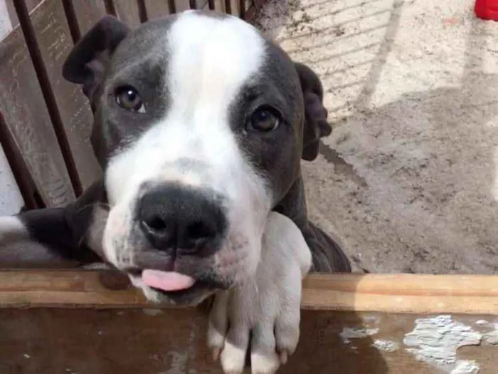 Cachorro ra a Pitbull idade  nome Hórus 