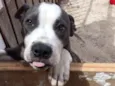 Hórus