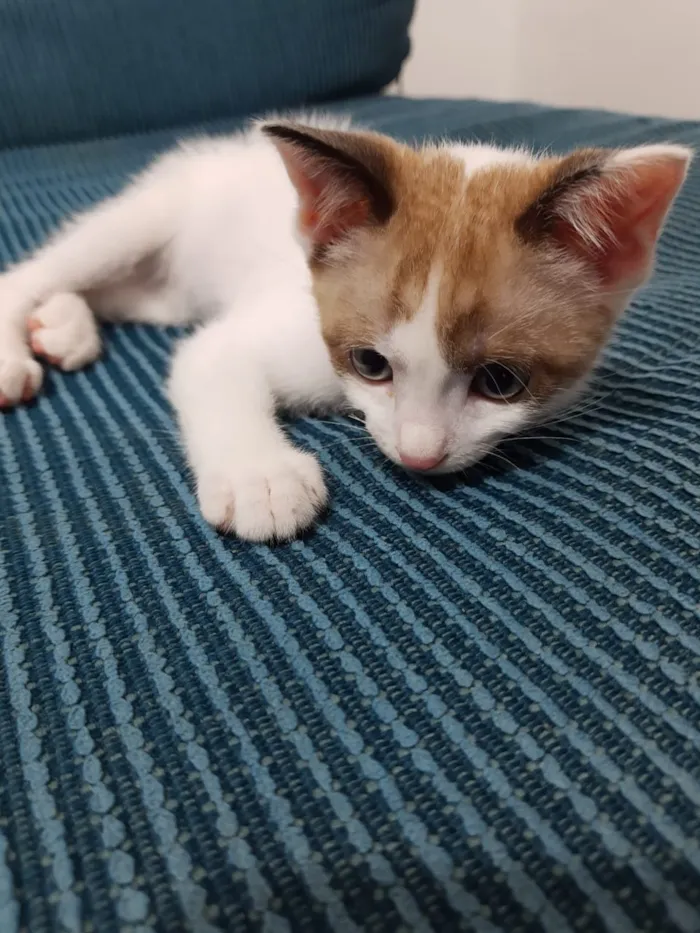Gato raça  idade 2 a 6 meses nome Sem nome