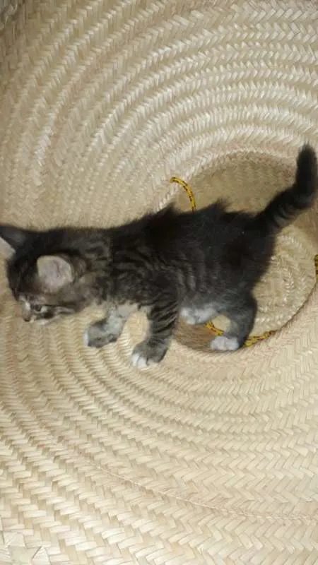 Gato ra a srd idade Abaixo de 2 meses nome filhote
