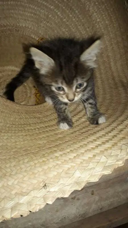 Gato ra a srd idade Abaixo de 2 meses nome filhote