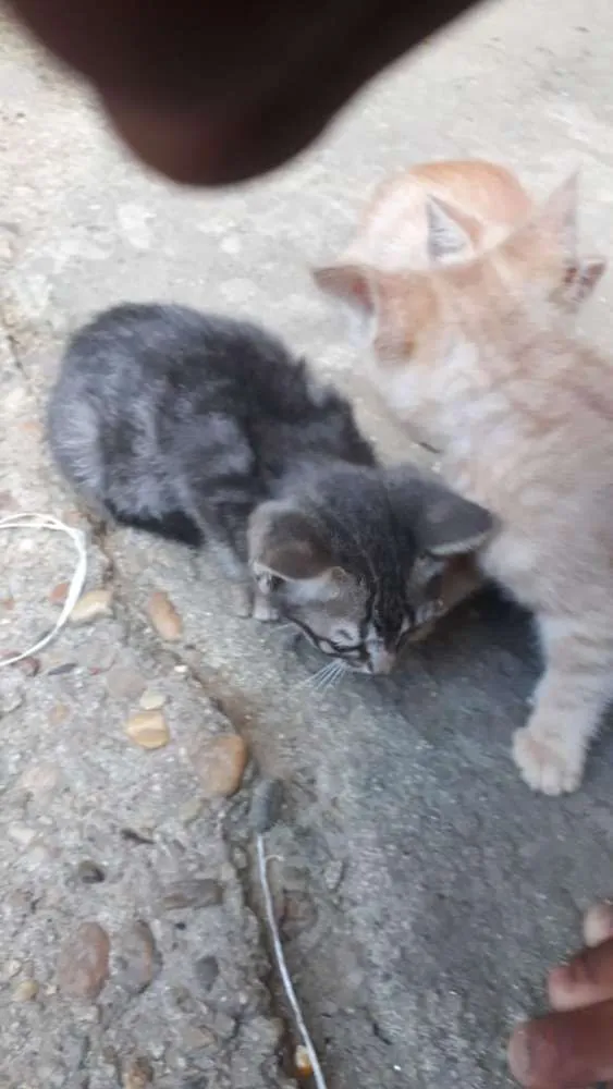 Gato ra a Brasileiro  idade 2 a 6 meses nome Sem nome