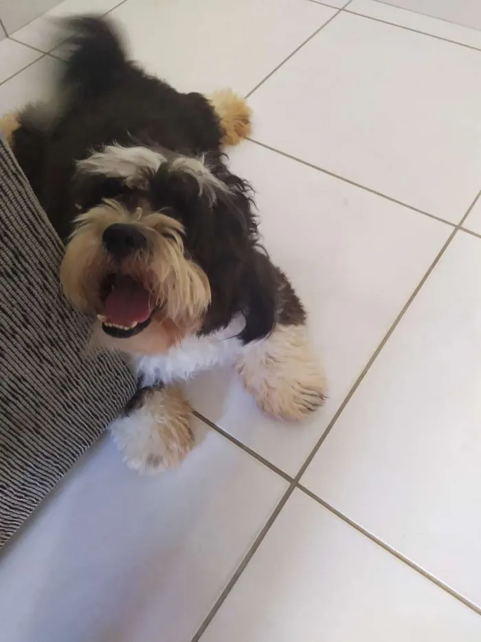 Cachorro raça Lghasa  Apson idade 1 ano nome Bob