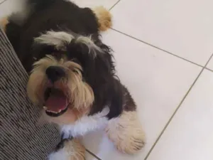 Cachorro raça Lghasa  Apson idade 1 ano nome Bob