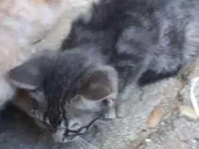 Gato ra a Brasileiro  idade 2 a 6 meses nome Sem nome