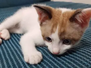 Gato raça  idade 2 a 6 meses nome Sem nome