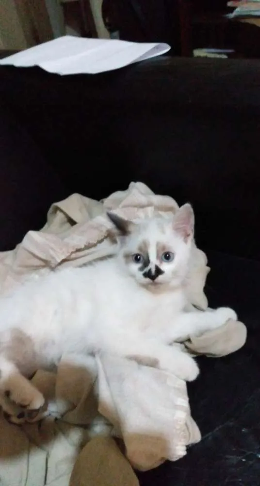 Gato ra a Não definida idade 2 a 6 meses nome Lola
