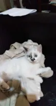 Lola