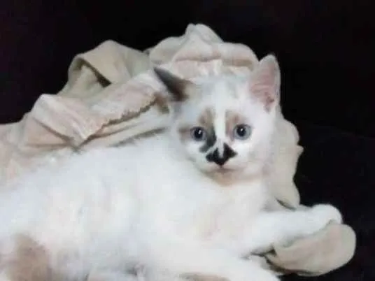 Gato ra a Não definida idade 2 a 6 meses nome Lola