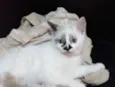 Lola
