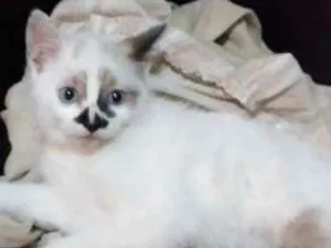 Gato raça Não definida idade 2 a 6 meses nome Lola