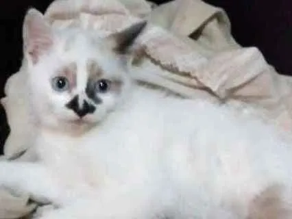 Gato ra a Não definida idade 2 a 6 meses nome Lola
